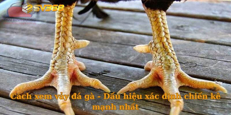 Cách xem vảy đá gà - Dấu hiệu xác định chiến kê mạnh nhất